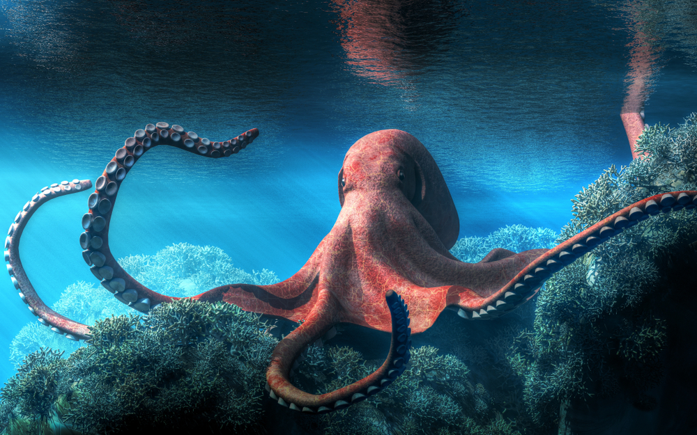 A Visual Guide to Octopuses
