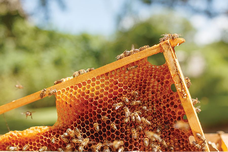 The Buzzing World of Beekeeping