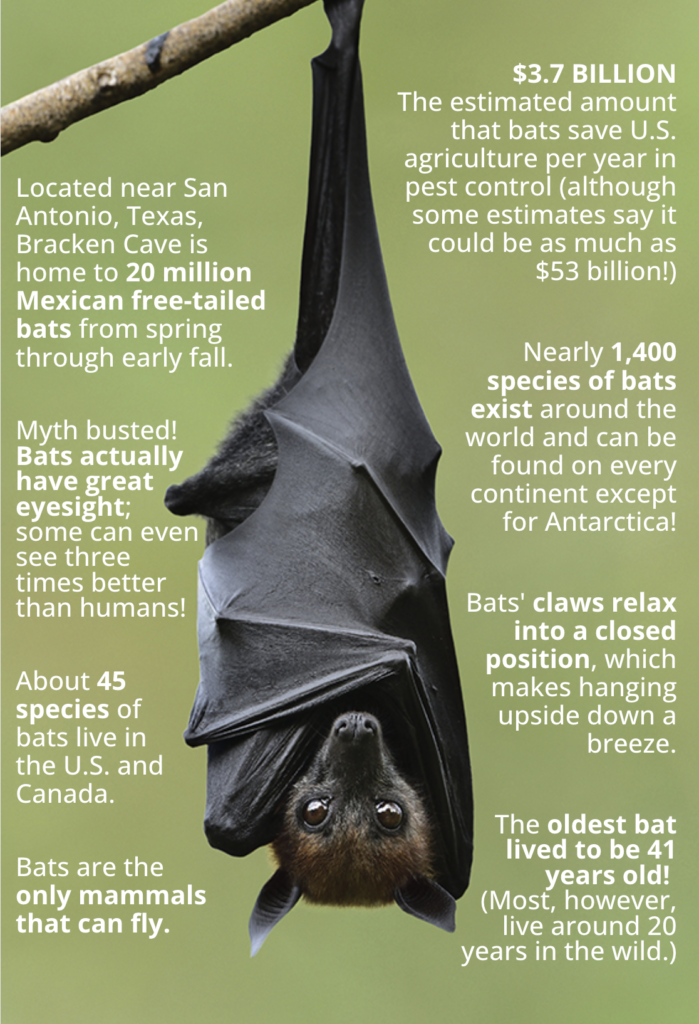 The Mysterious World of Bats – Essential Living