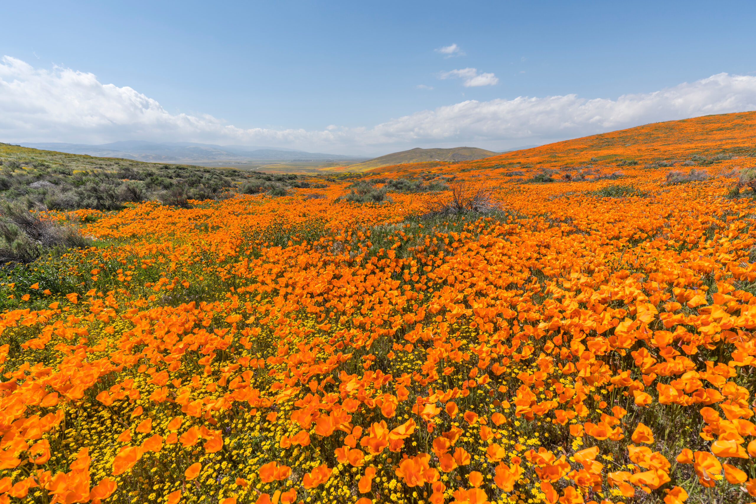 Breathtaking Wildflower Fields of the U.S.A