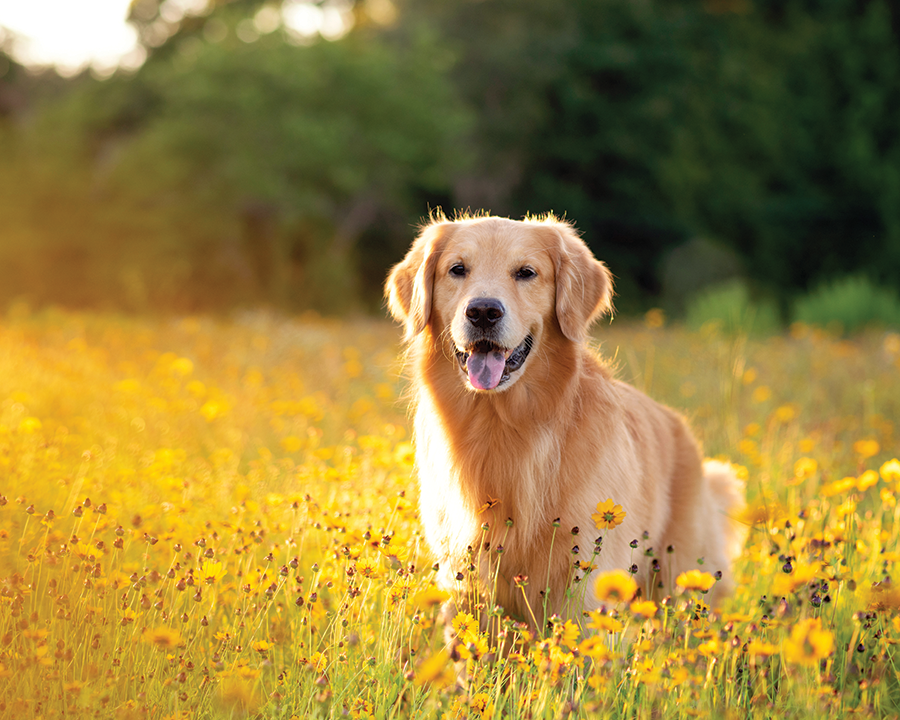 Dog Days of Summer